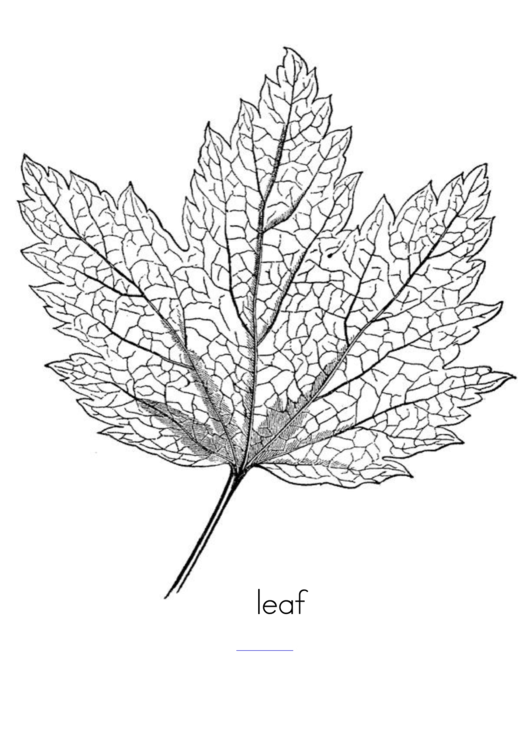 Big Marple Leaf Coloring Sheet Printable pdf