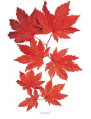 Red Fall Leaf Template