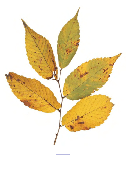 Natural Yellow Fall Leaf Template Printable pdf