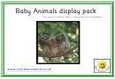 Baby Animals Photo Poster Template