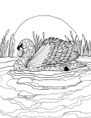 Swan Bird Coloring Sheet