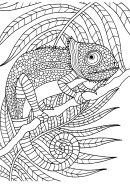 Lizard Coloring Sheet