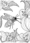 Fly And Flower Nature Coloring Sheets