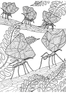 Ants Adult Coloring Sheet