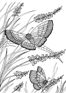 Butterflies In The Garden Coloring Sheet