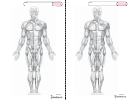 Human Anatomy Coloring Sheets Printable pdf