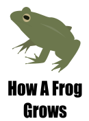 How A Frog Grows Poster Template