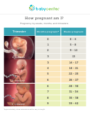 Pregnancy Month, Weeks And Trimester Chart