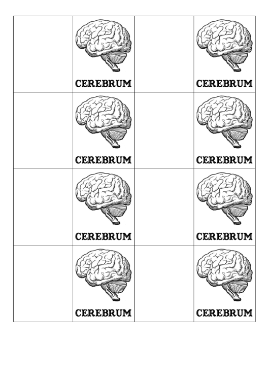 Cerebrum Biology Flashcards Template Printable pdf