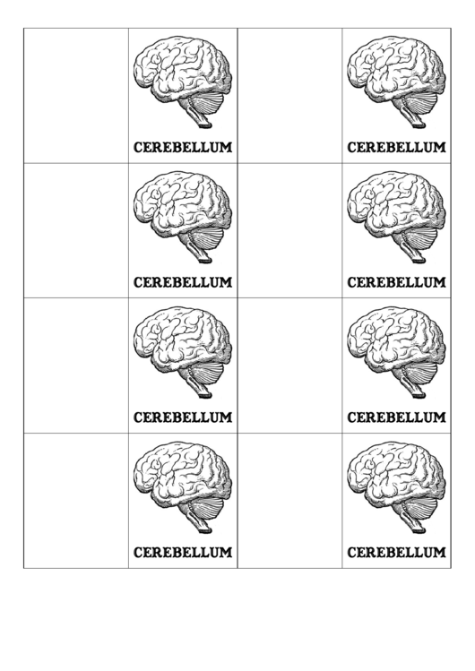 Cerebellum Biology Flashcards Template Printable pdf