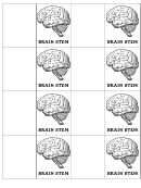 Brain Stem Biology Flashcards Template