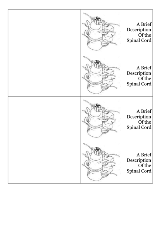 Spinal Cord Biology Flashcards Template Printable pdf
