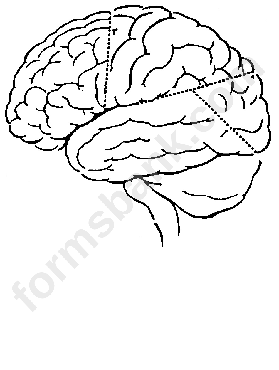 Brain Diagram Biology Cheat Sheet