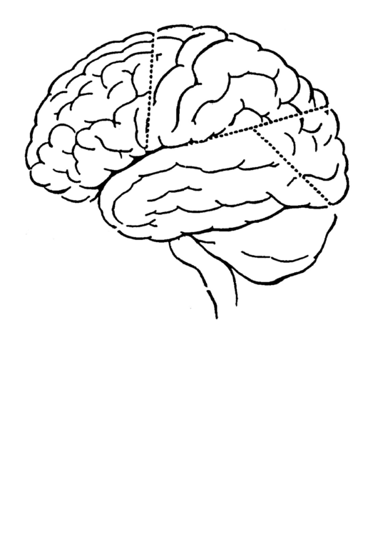 Brain Diagram Biology Cheat Sheet Printable pdf