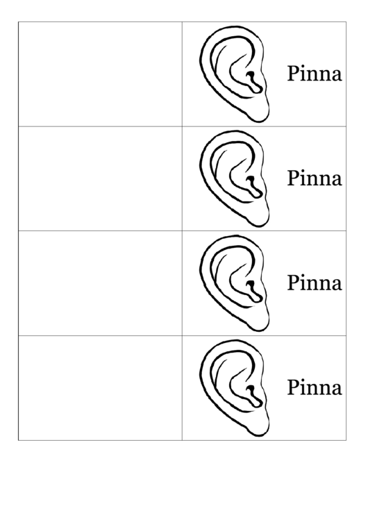 Pinna Biology Flashcards Template Printable pdf