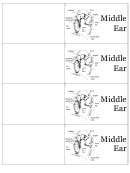 Middle Ear Biology Flashcards Template