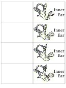 Inner Ear Biology Flashcards Template