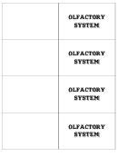Olfactory System Biology Flashcards Template