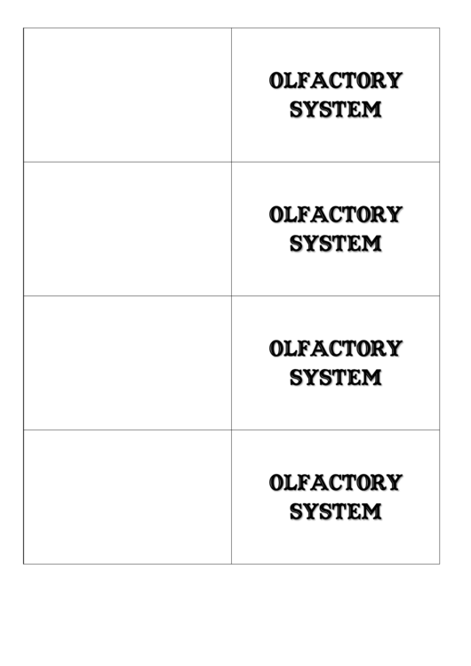 Olfactory System Biology Flashcards Template Printable pdf