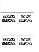Sensory Motor Neurons Biology Flashcard Template