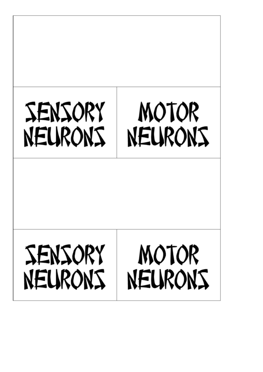 Sensory Motor Neurons Biology Flashcard Template Printable pdf