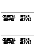 Cranial Spinal Nerves Biology Flashcard Template