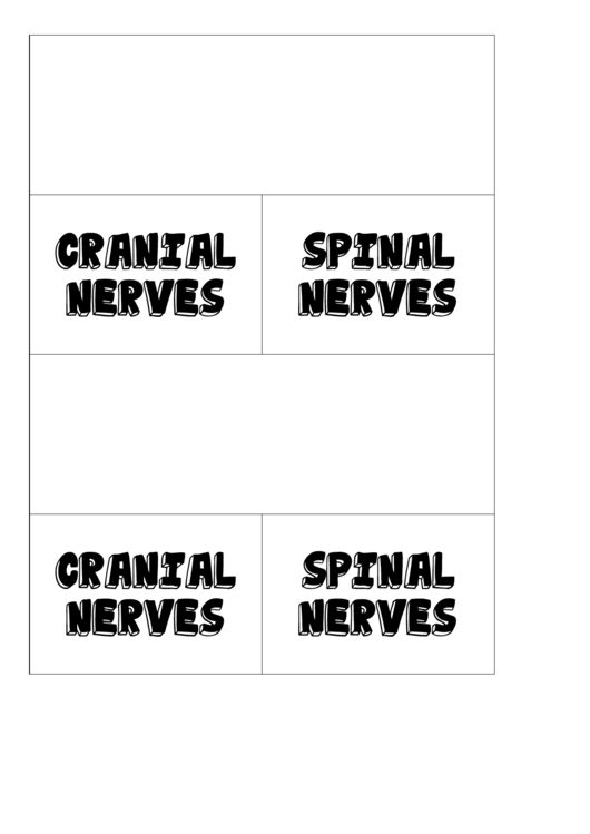 Cranial Spinal Nerves Biology Flashcard Template Printable pdf