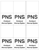 Peripheral Nervous System Biology Flashcard Template