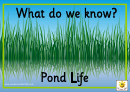 Discovery Posters For Pond Life Template Printable pdf
