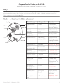 Organelles In Eukaryotic Cells Worksheet With Answers