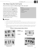 Observing The Cell Cycle Biology Worksheet