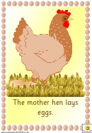Life Cycle Of A Chicken Poster Set Template