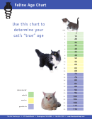 Feline Age Chart - The Cat Practice