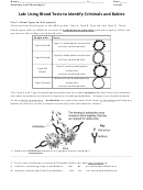 Lab: Using Blood Tests To Identify Criminals And Babies - Anatomy And Physiology Worksheet Printable pdf