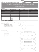 Protein Synthesis & Amino Acid Worksheet Printable pdf