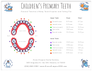 General Timeline Of Baby Teeth Eruption And Falling Out Chart Printable pdf