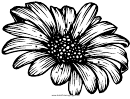 Daisy (adult Coloring Page)