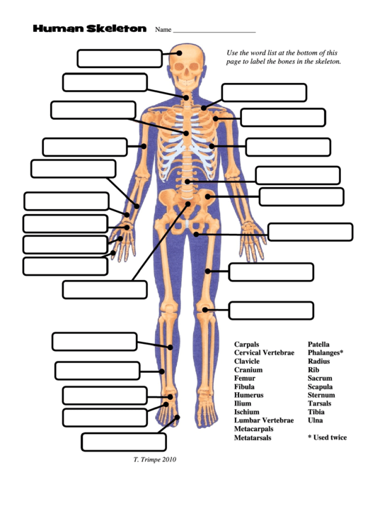 Human Skeleton - The Science Spot Printable pdf