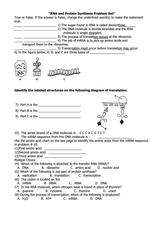 Rna And Protein Synthesis Problem Set Printable pdf