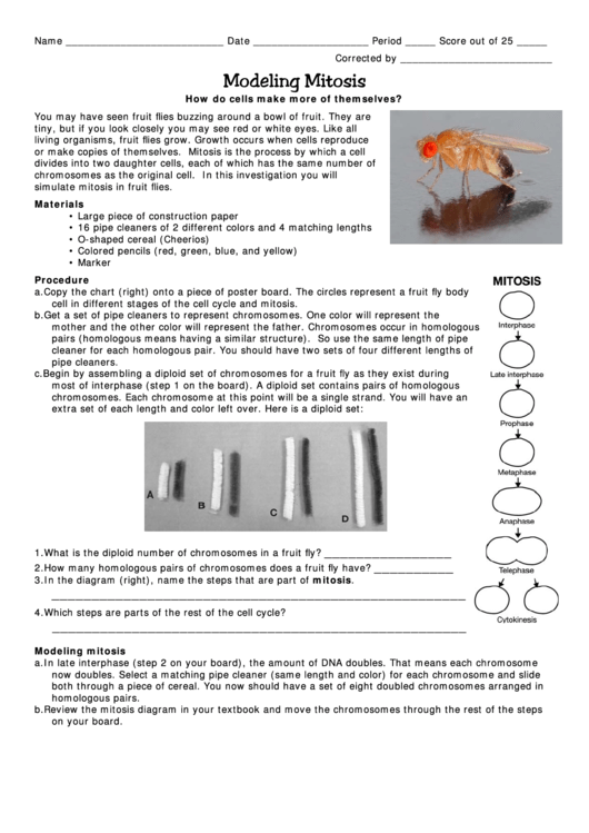 Modeling Mitosis Lab Printable pdf