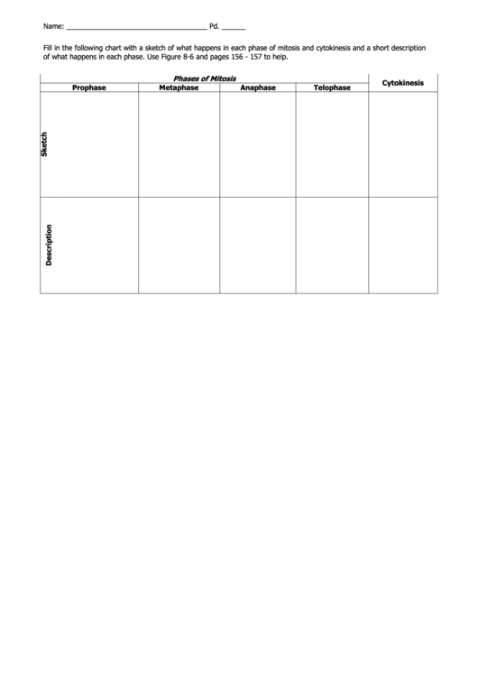 Phases Mitosis Chart Printable pdf