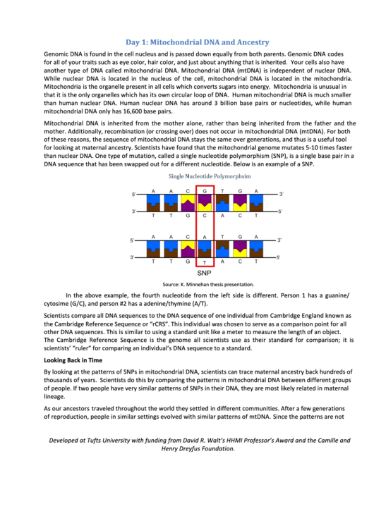 Mitochondrial Dna And Ancestry - Tufts University Printable pdf