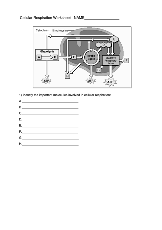 Cellular Respiration Worksheet Template Printable pdf