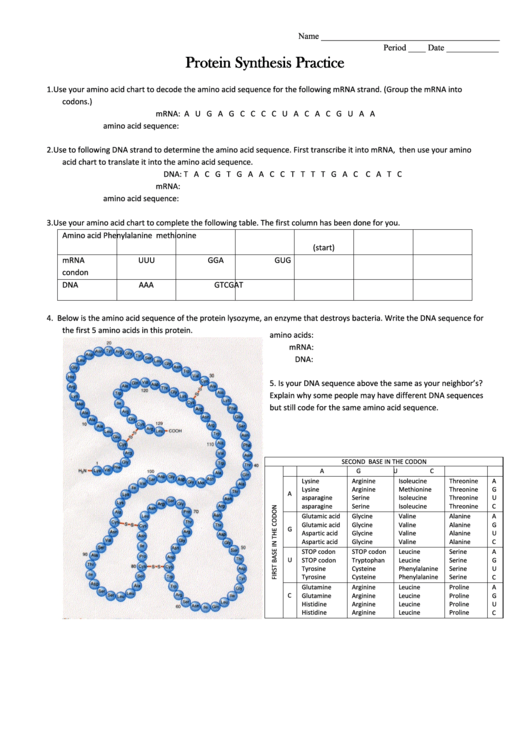 Protein Synthesis Worksheet Answers