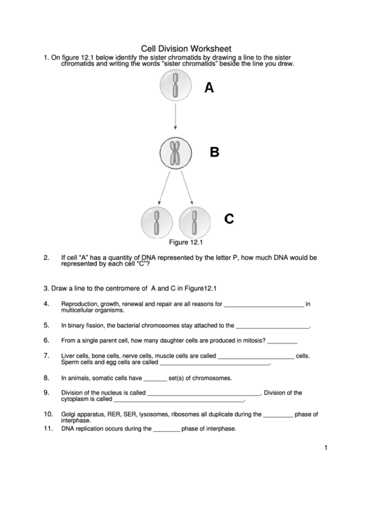 Cell Division Worksheet Printable pdf