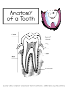 Anatomy Of A Tooth