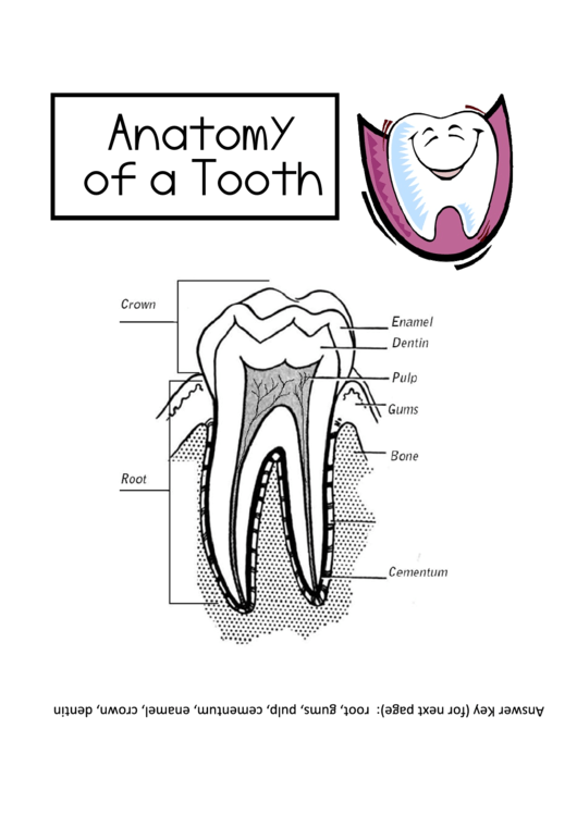 Anatomy Of A Tooth Printable pdf