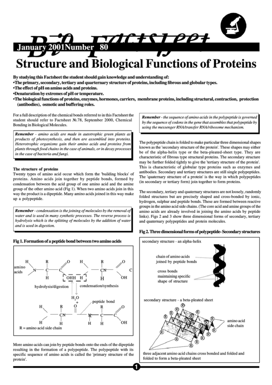 Structure Of Proteins And Chemical Bonding Printable pdf