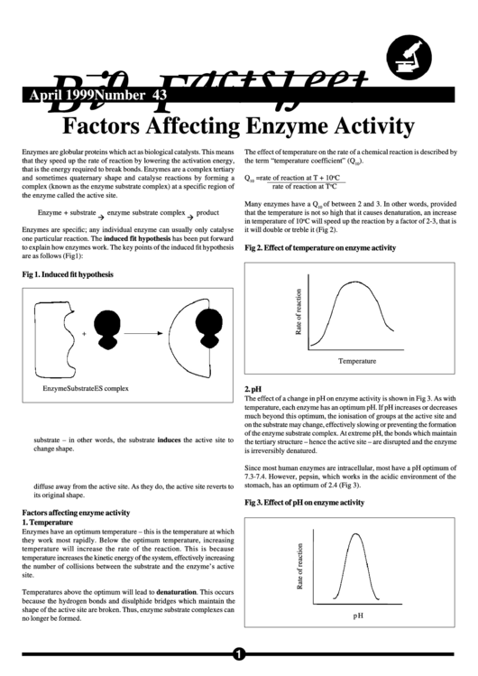 Factors Affecting Enzyme Activity Printable pdf