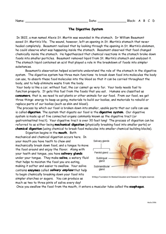 The Digestive System Printable pdf